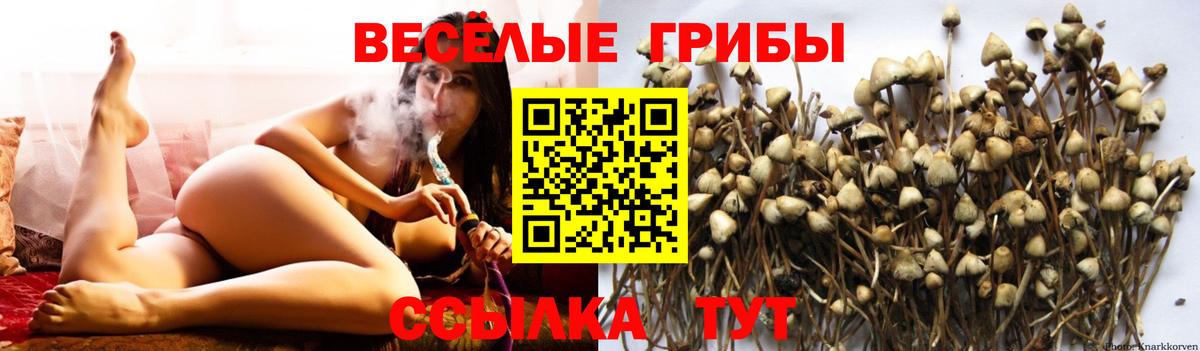 Галлюциногенные грибы GOLDEN TEACHER  Вход с VPN  Южноуральск  Галлюциногенные грибы Psilocybe 